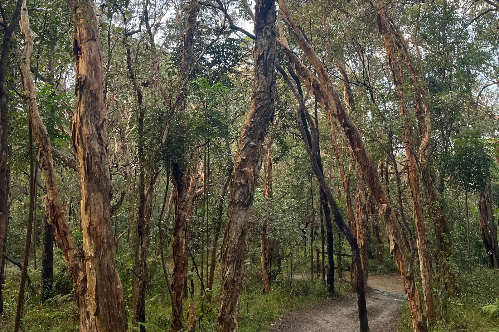 Paperbark and eucalypt woodland along the walking track at Mount Coolum, Sunshine Coast