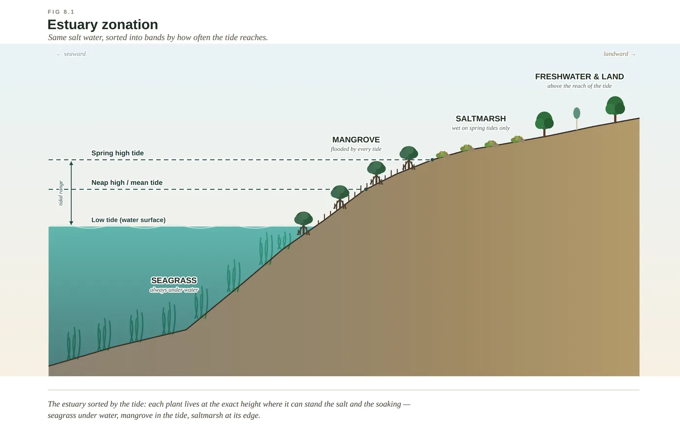 Diagram of estuary zonation, from seagrass and mangrove through saltmarsh to the brackish fringe, banded by how often the tide covers each zone.