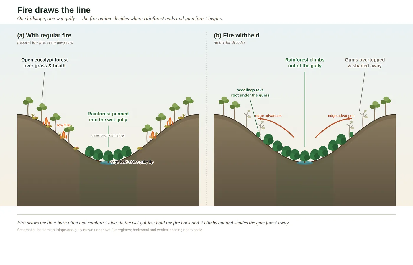 Diagram of a fire boundary where regularly burnt open eucalypt forest meets unburnt rainforest, showing fire holding the two forests apart.