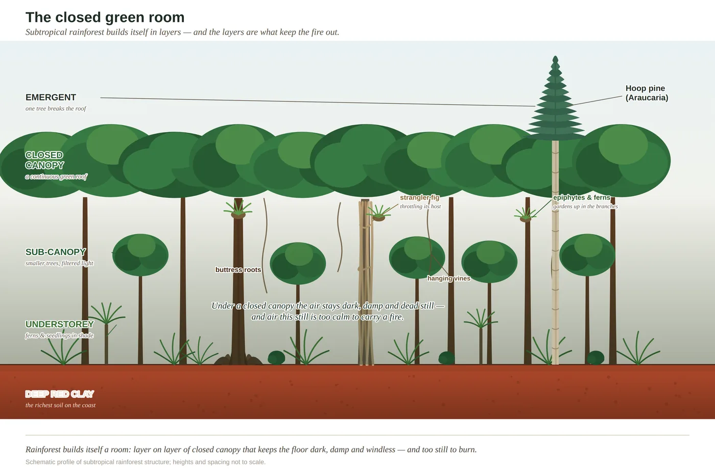 Diagram of a subtropical rainforest structure with buttressed trees, a hoop pine emerging above the canopy, palms and a dim, layered interior.
