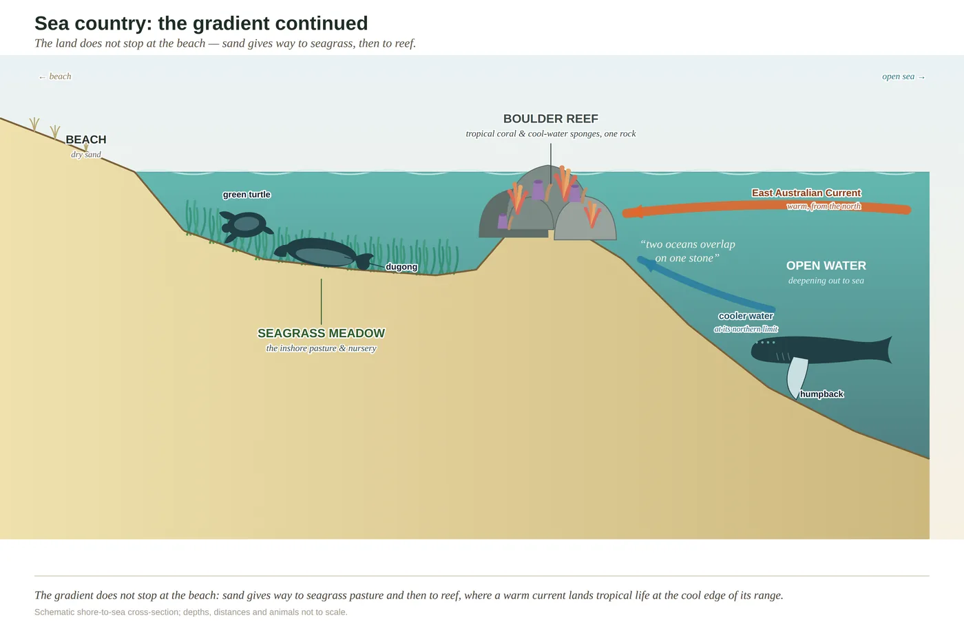 Diagram of Sunshine Coast sea country: seagrass and sand flats leading out to a headland reef where warm- and cool-water species overlap.