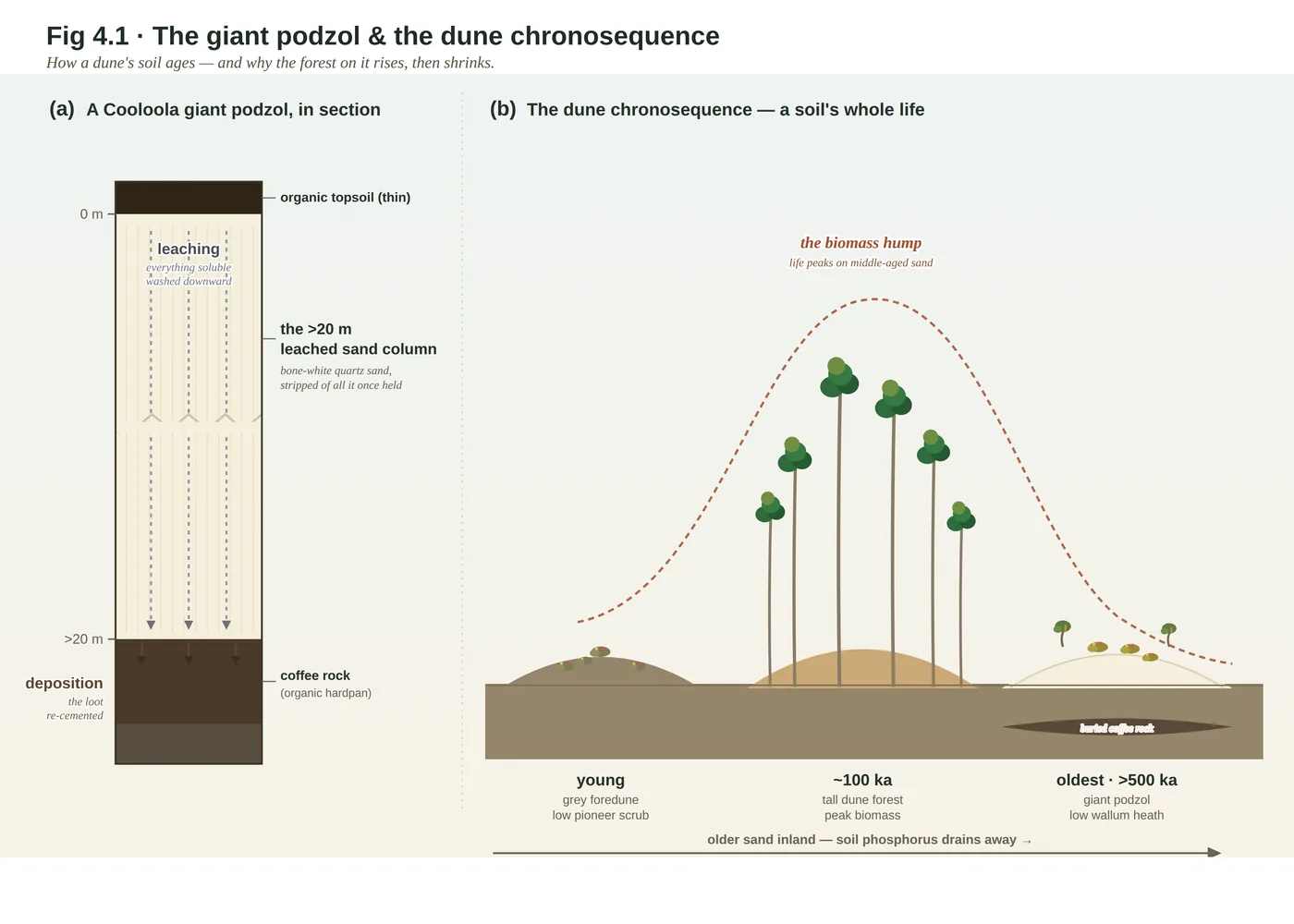 Diagram of a podzol soil profile on the Cooloola dunes, showing bleached white sand over a dark buried layer, with the vegetation shrinking as the sand ages and loses nutrients.