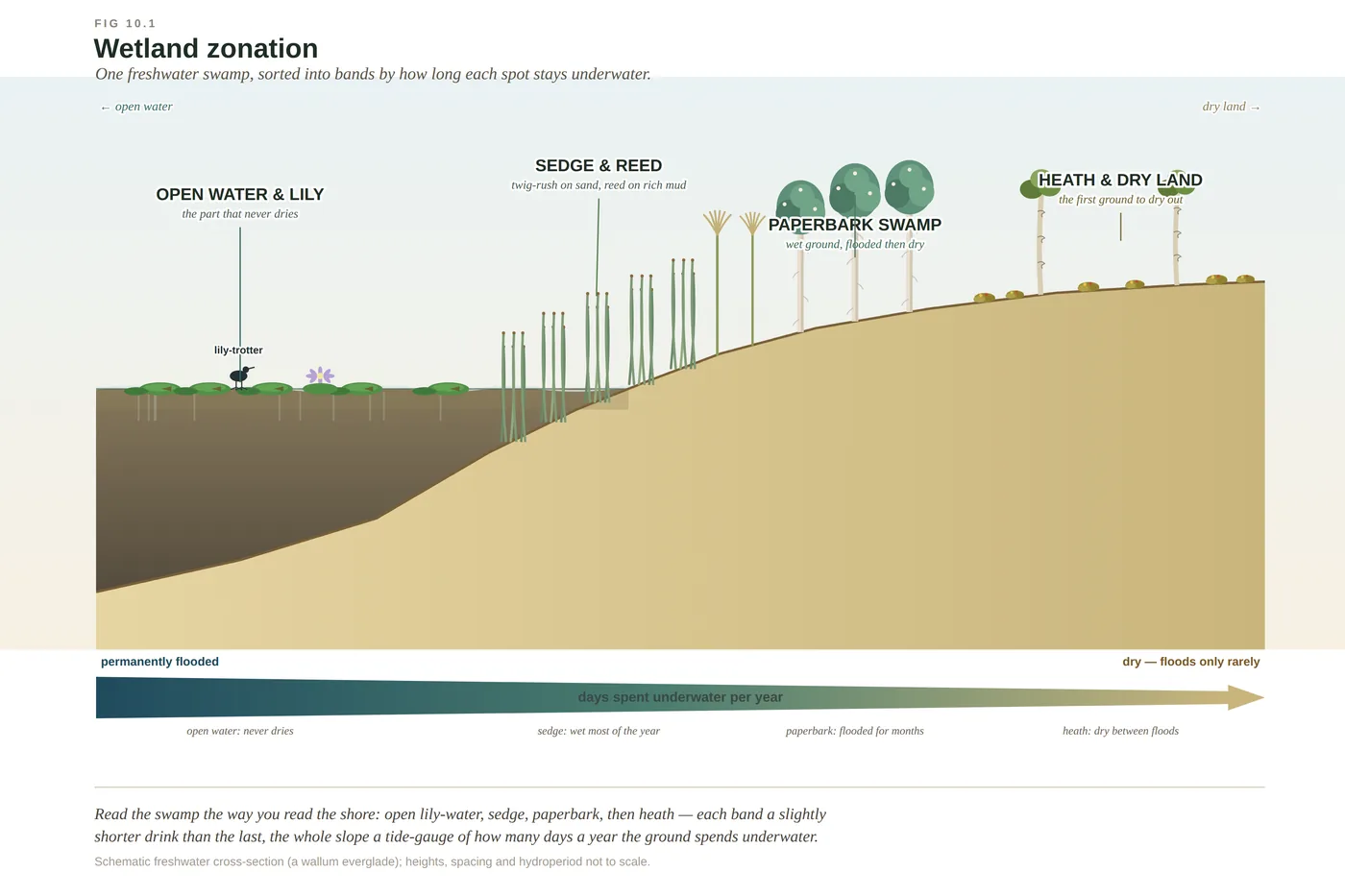 Diagram of freshwater wetland zonation, from open water through sedges to paperbark swamp forest, banded by how wet the ground stays.